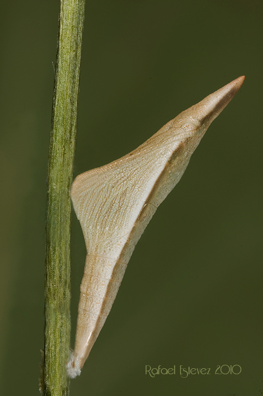 Aeuphenoides-pupa-Visunha Mayo 2010