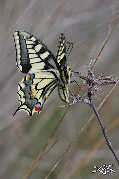 2012-03-23-Papilio_machaon-Monterrei
