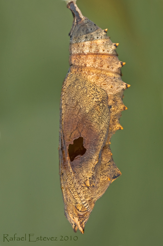 Aurticae parasitada por un taquinido. Foto tomada en Vigo Junio 2010