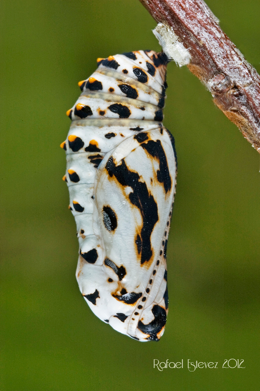 Mdiamina-Cabreiros - Xermade (Lugo) ex larva