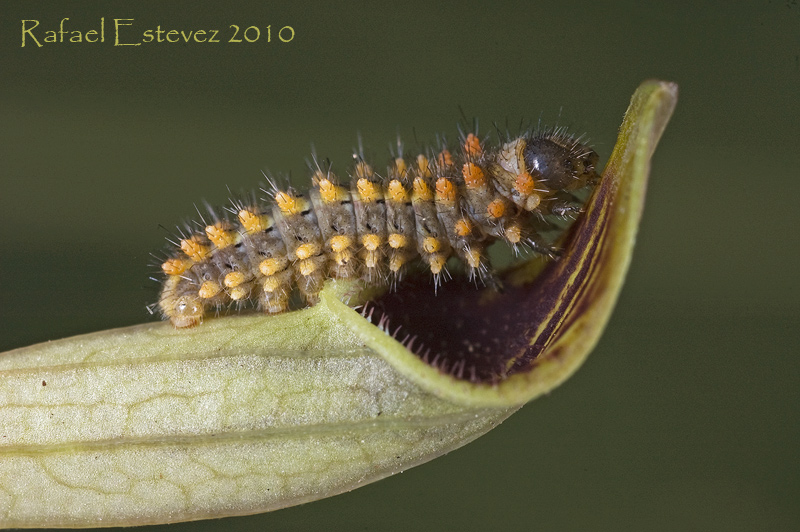 Z.rumina (larva) L1 - Tomiño (Po.) Mayo 2010