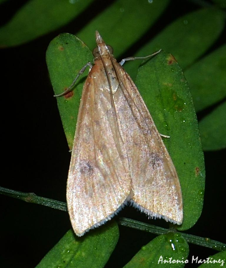 Uresiphita gilvata-fabricius1794_C