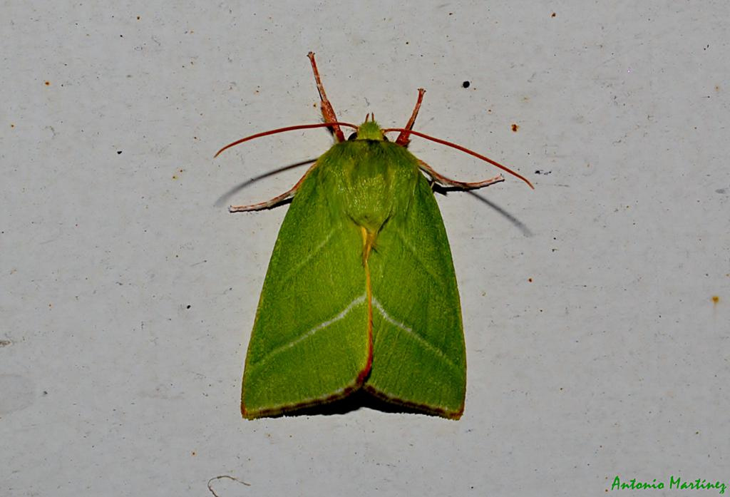 Pseudoips prasinana-Linnaeus1758-n-Nolidae-amp
